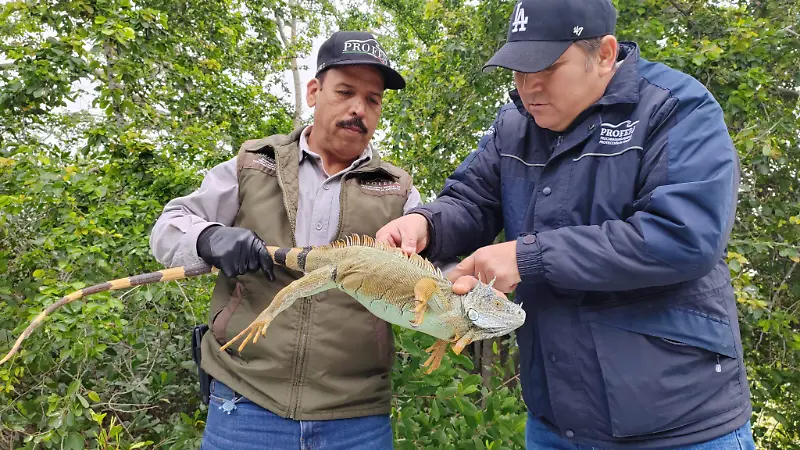 Protegen a las iguanas del frío en Tampico: Profepa activa vigilancia